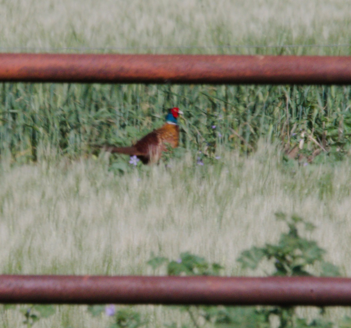 Ring-necked Pheasant - Gary Wood