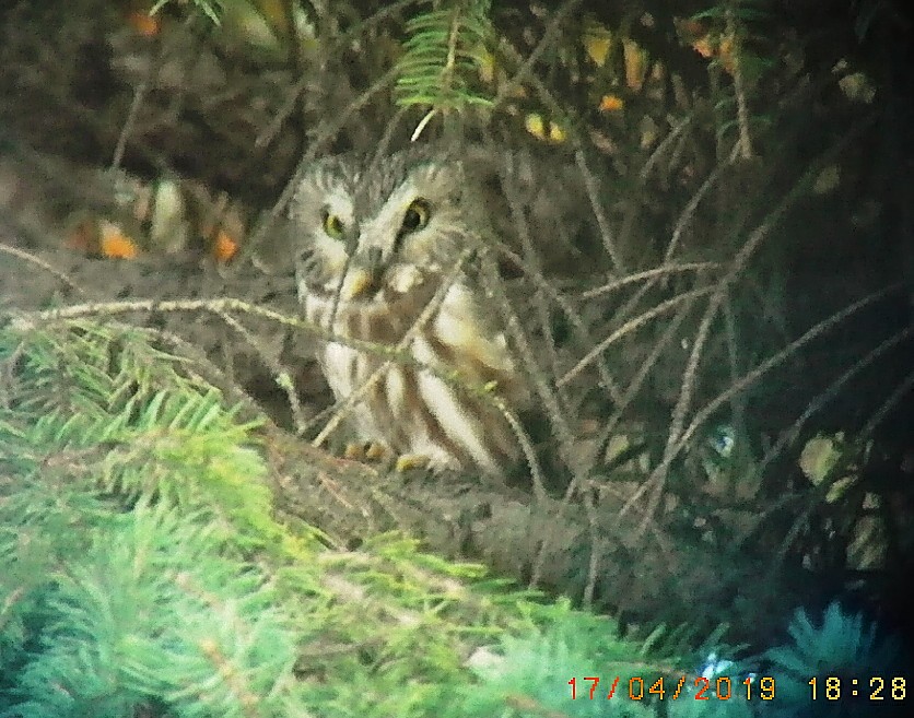 Northern Saw-whet Owl - Technoparc Oiseaux