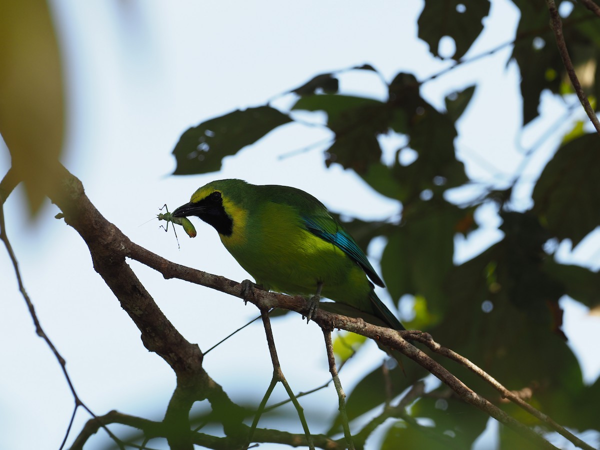 Borneoblattvogel - ML151822161
