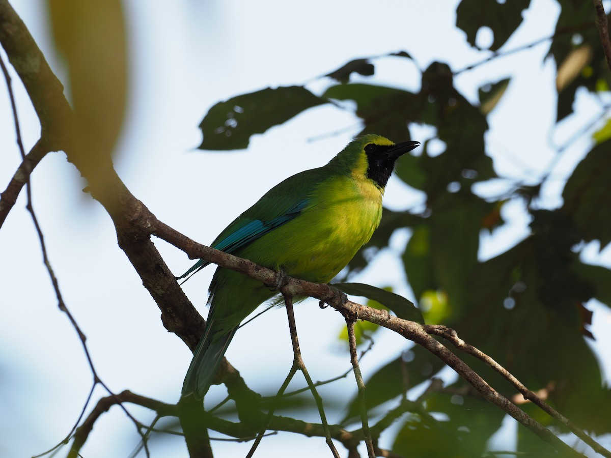Bornean Leafbird - ML151822291