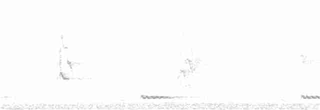 White-cheeked Barbet - ML151822391