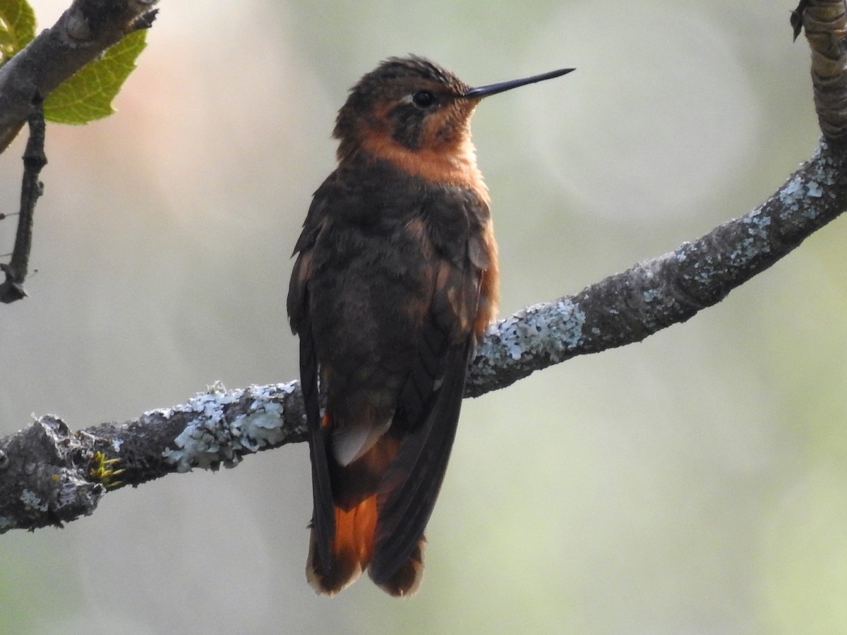 kolibřík duhovohřbetý - ML151822801