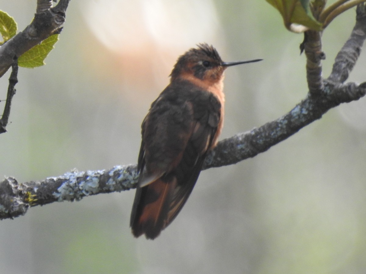 kolibřík duhovohřbetý - ML151822811
