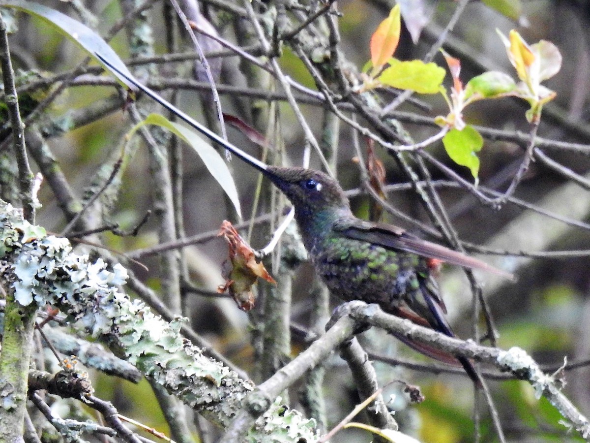 Sword-billed Hummingbird - ML151822841
