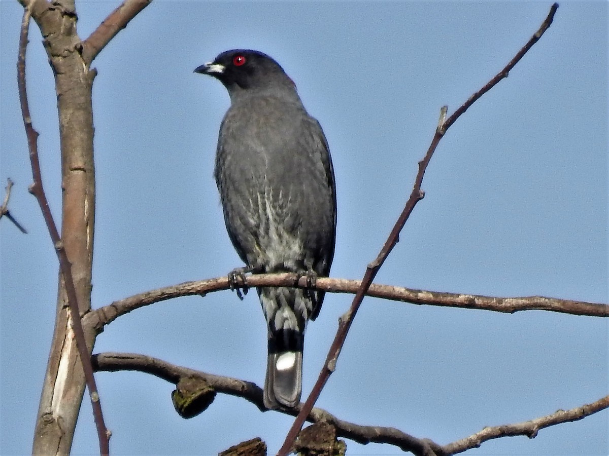 Red-crested Cotinga - Dennis S Main