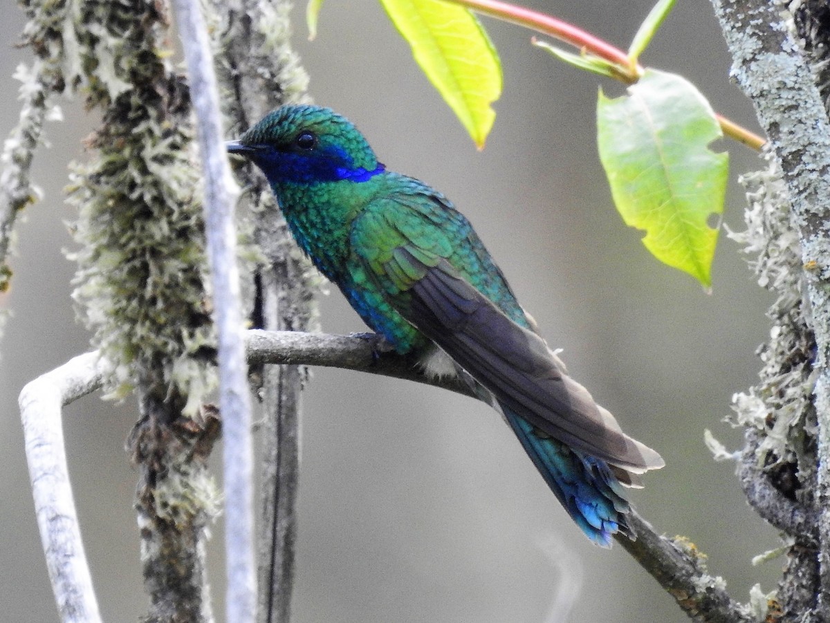 kolibřík modrolící - ML151822971