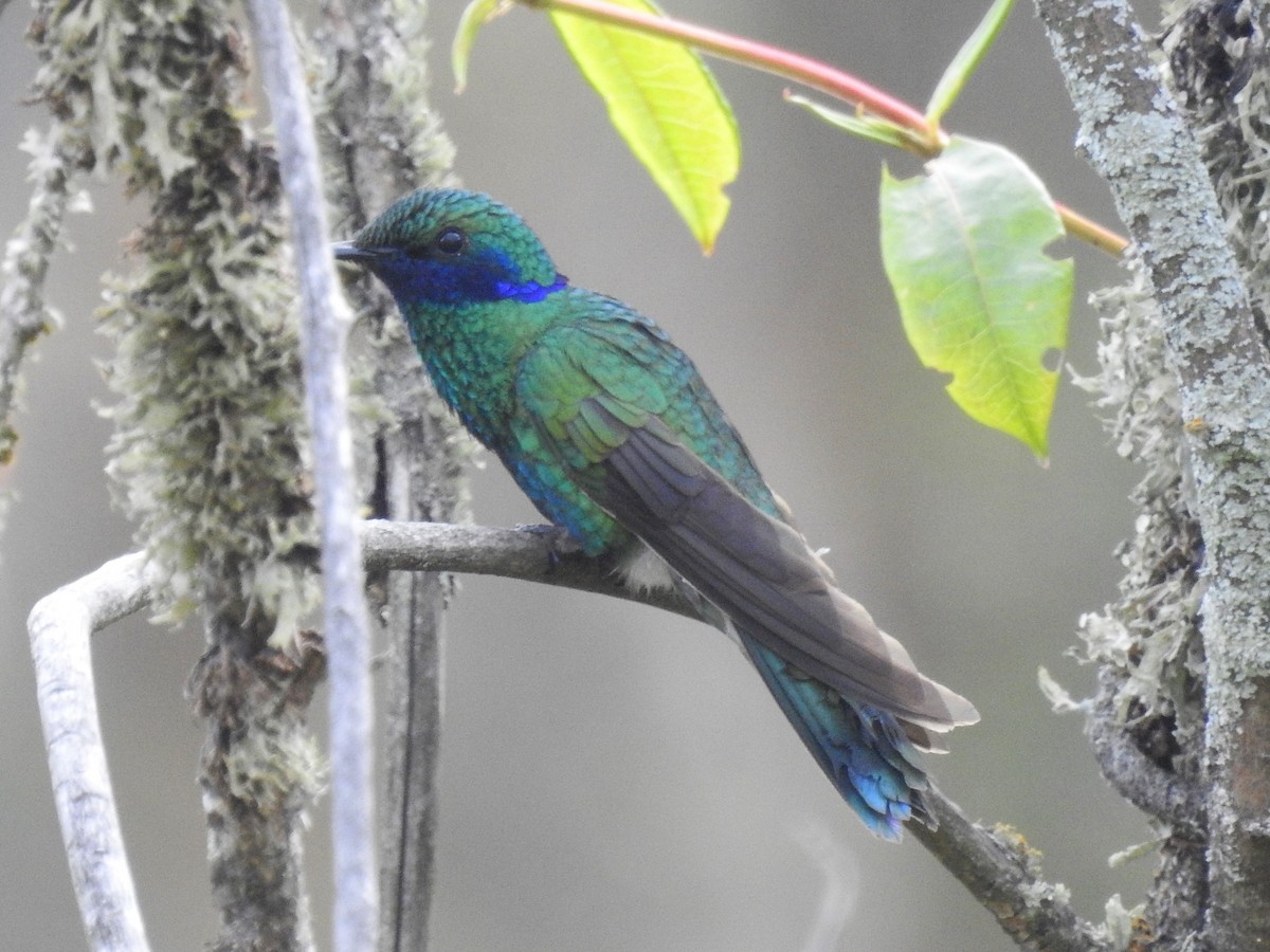 kolibřík modrolící - ML151822981
