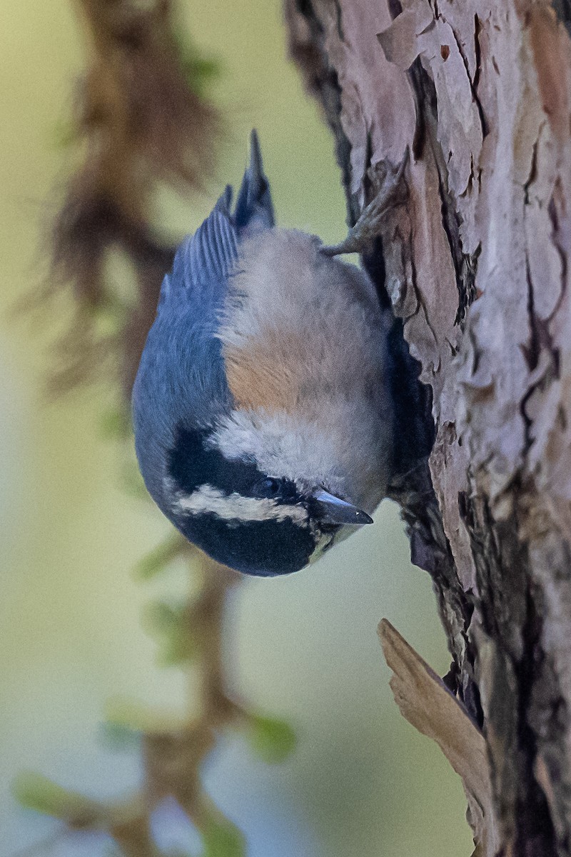 Red-breasted Nuthatch - ML151823231