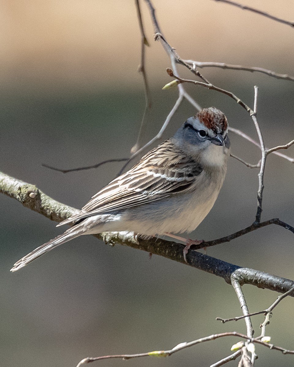 Chipping Sparrow - ML151823241
