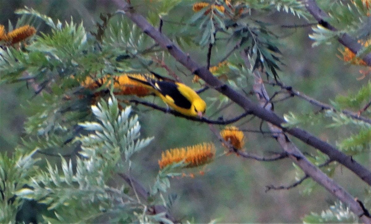 Indian Golden Oriole - ML151823261