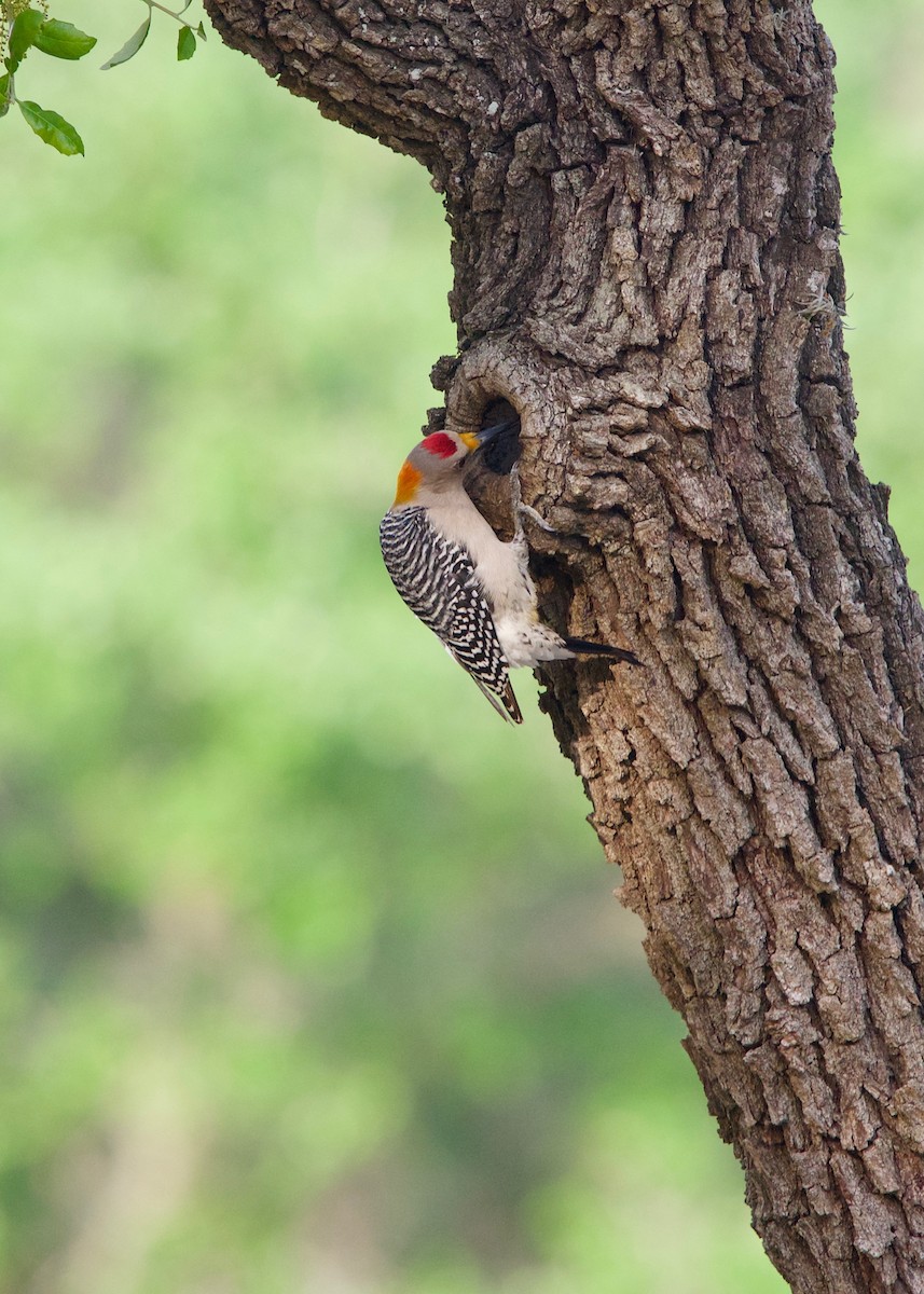 Golden-fronted Woodpecker - Jon Cefus