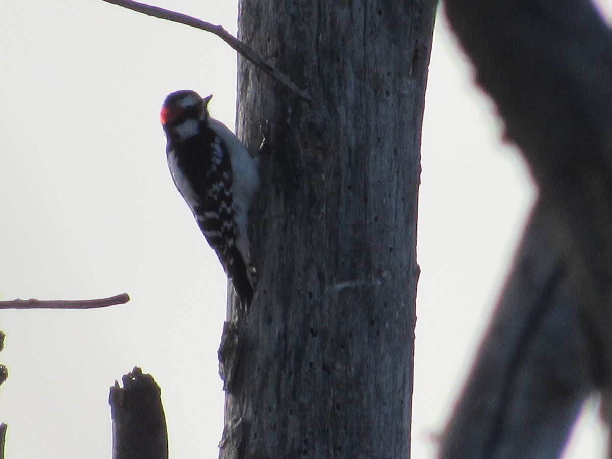 Downy Woodpecker - S. Queen