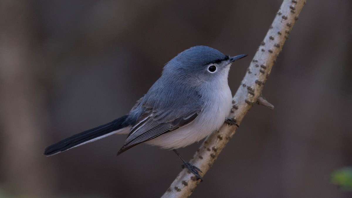 Blue-gray Gnatcatcher (caerulea) - Erik Nielsen