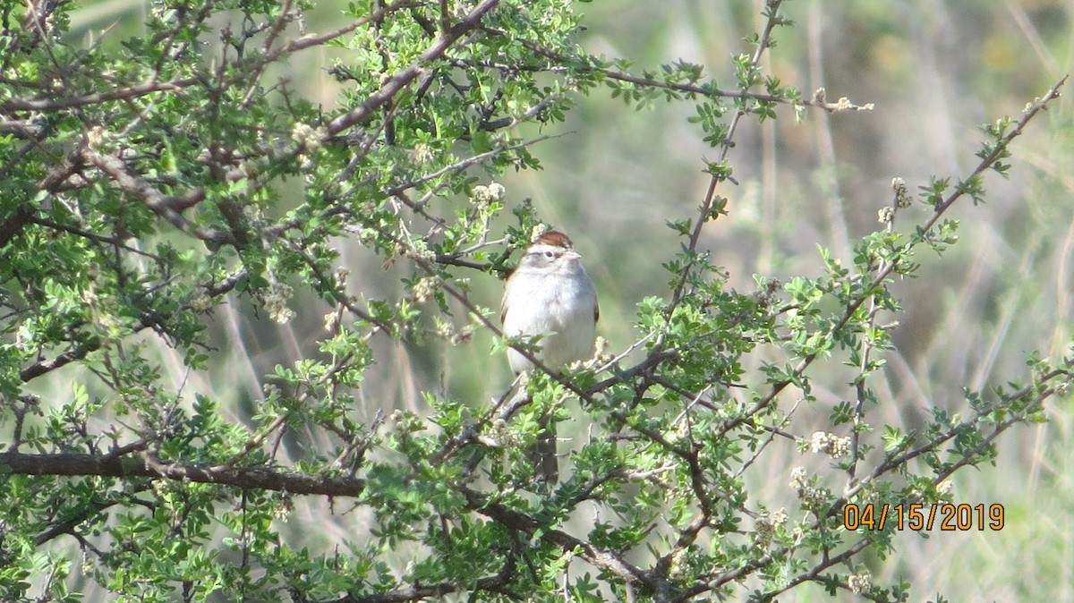 Chipping Sparrow - ML151824571