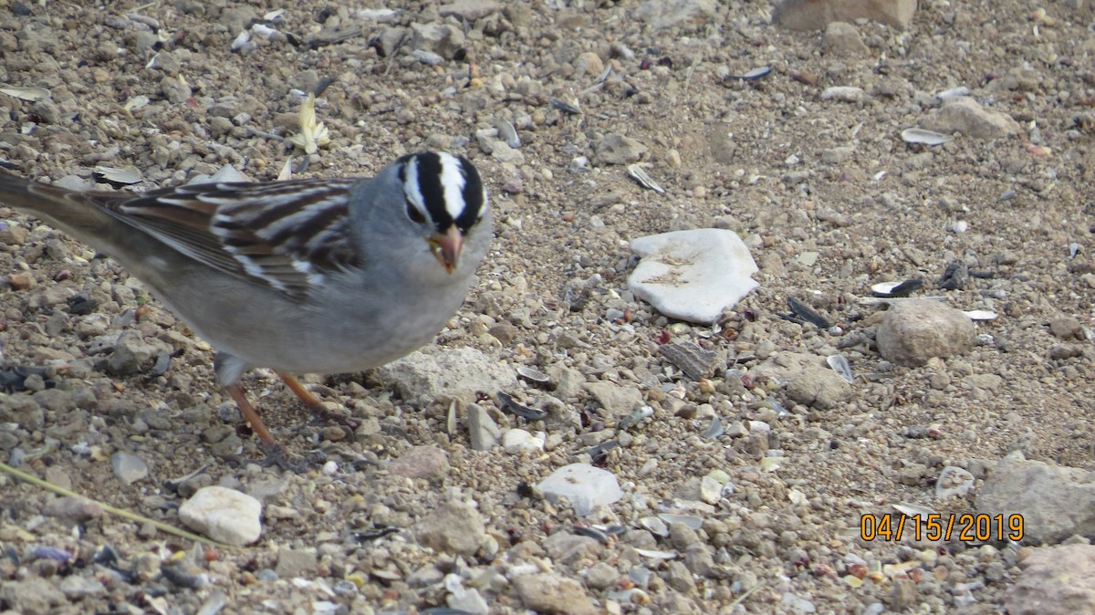 White-crowned Sparrow - ML151824731