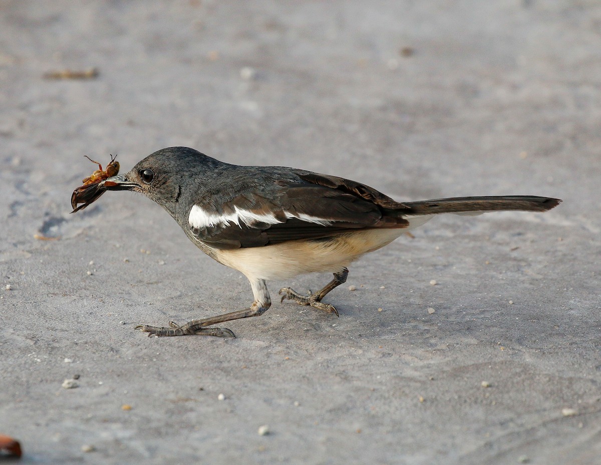 Oriental Magpie-Robin - Neoh Hor Kee