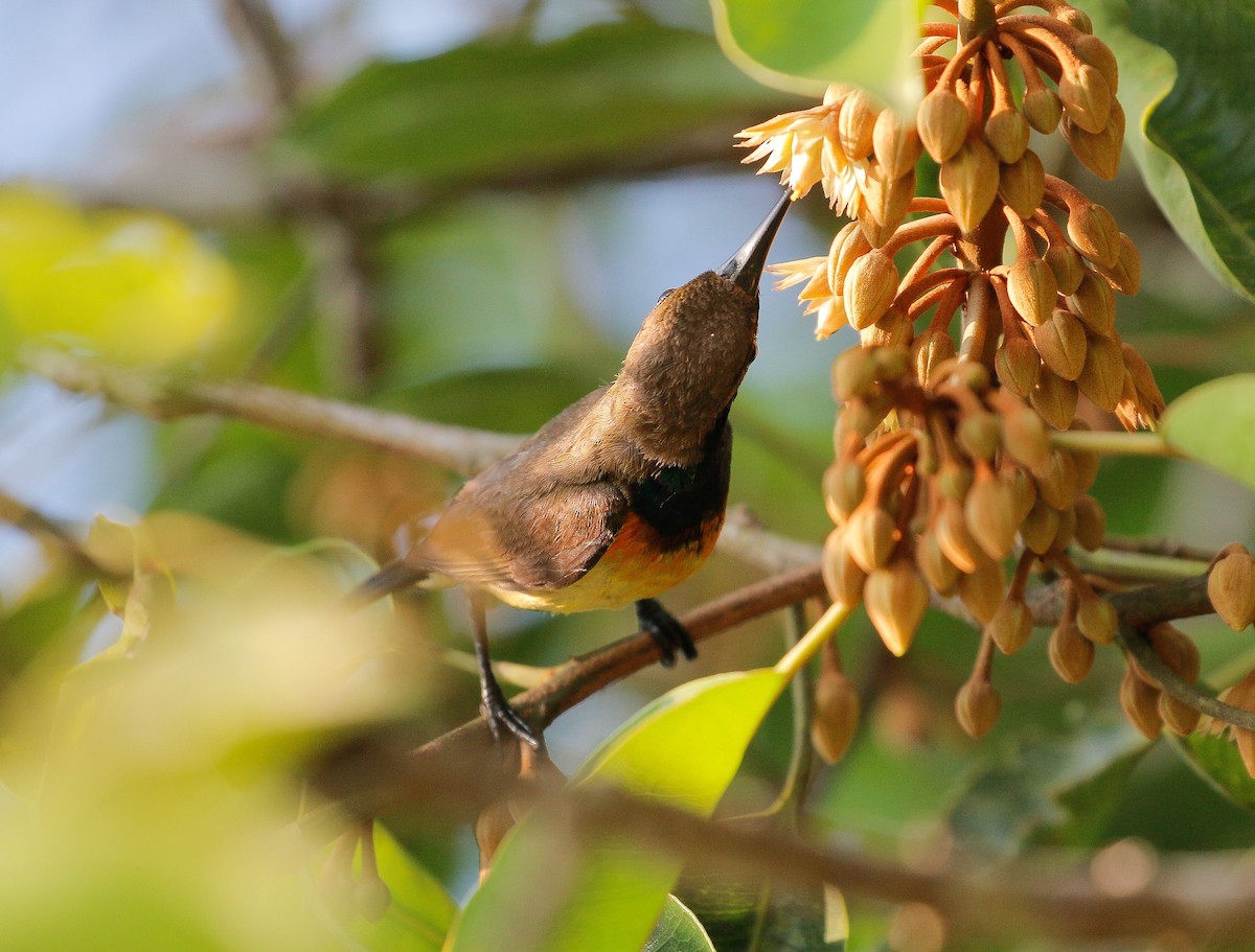 Ornate Sunbird - Neoh Hor Kee