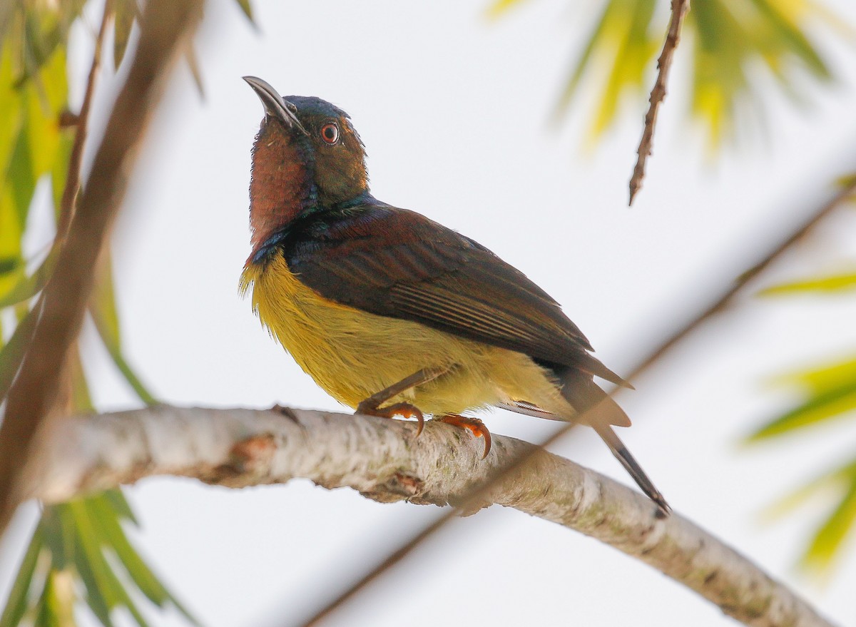 Brown-throated Sunbird - Neoh Hor Kee