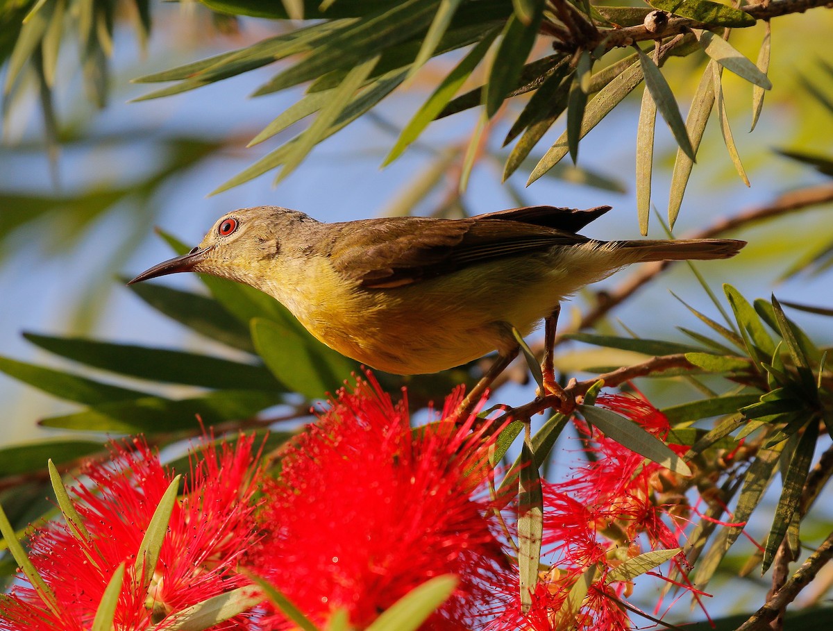 Brown-throated Sunbird - Neoh Hor Kee