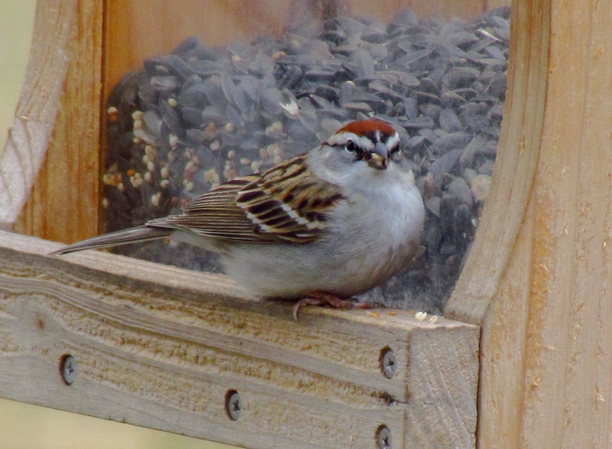 Chipping Sparrow - Daniel Demers 🦉