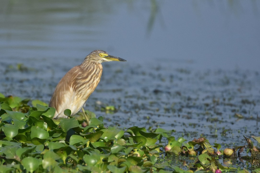 Indian Pond-Heron - vinodh Kambalathara