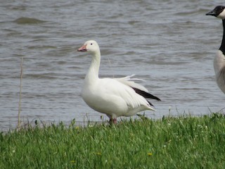 Snow Goose, ML151825701