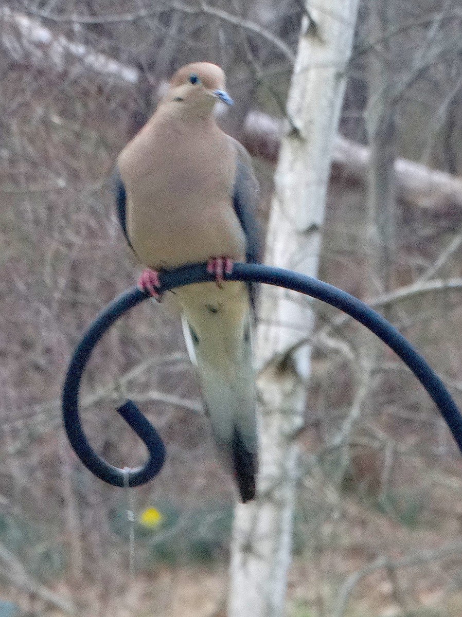 Mourning Dove - Mary Hall