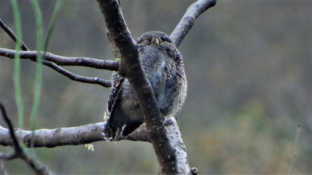 Asian Barred Owlet - ML151825841