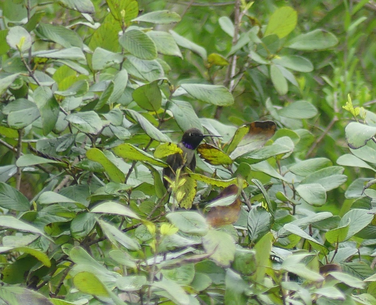 Black-chinned Hummingbird - Anna Stalcup
