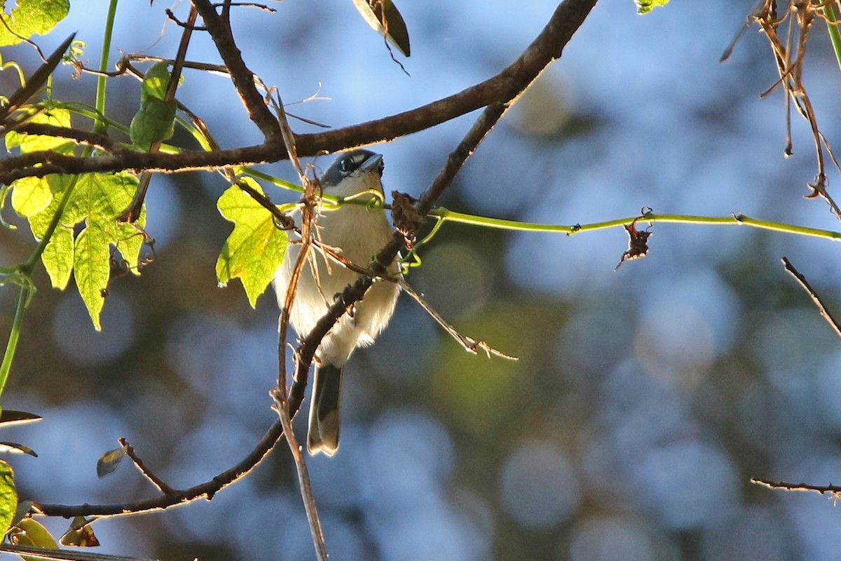 White-winged Warbler - ML151826241