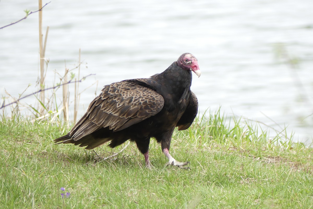 Turkey Vulture - Leslie Sours