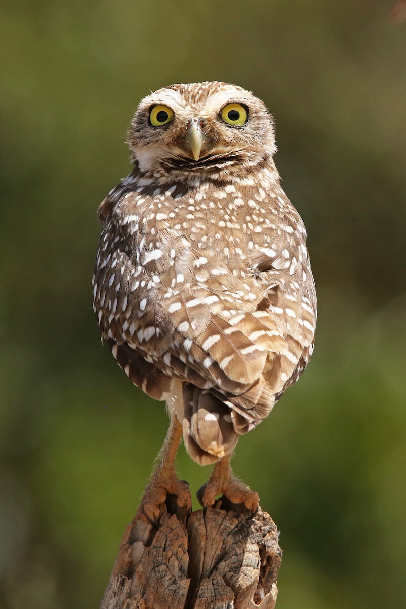 Burrowing Owl - Volker Hesse