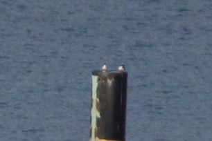 Common Tern - ML151828161
