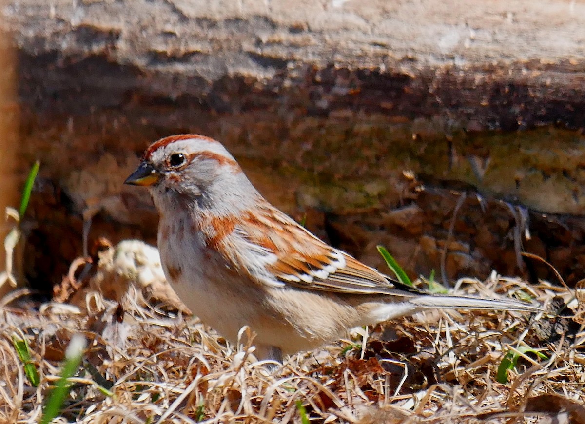 American Tree Sparrow - Micheline Ouellet