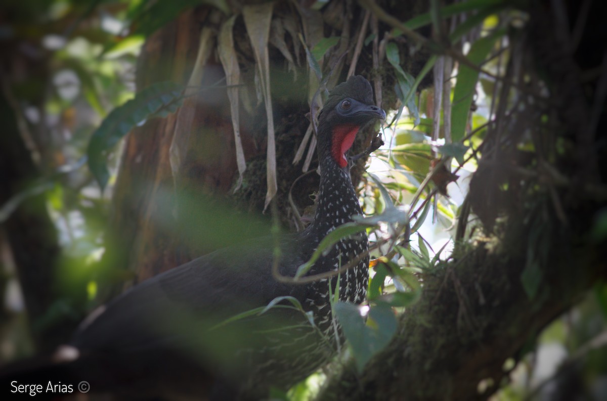 Crested Guan - ML151829051