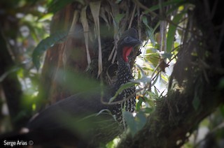 Crested Guan, ML151829051