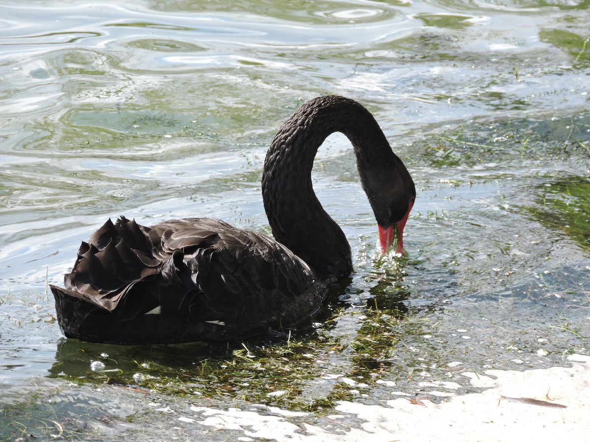Black Swan - ML151830131