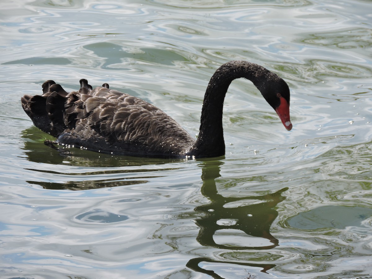 Black Swan - Roger smith