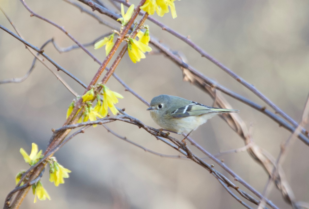 Ruby-crowned Kinglet - Will Sweet