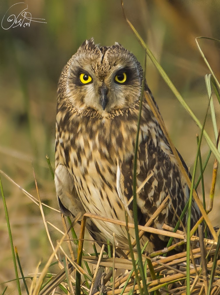 Short-eared Owl - ML151830841