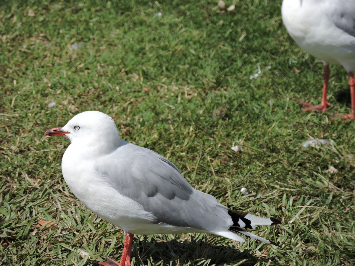 Silver Gull (Red-billed) - Roger smith