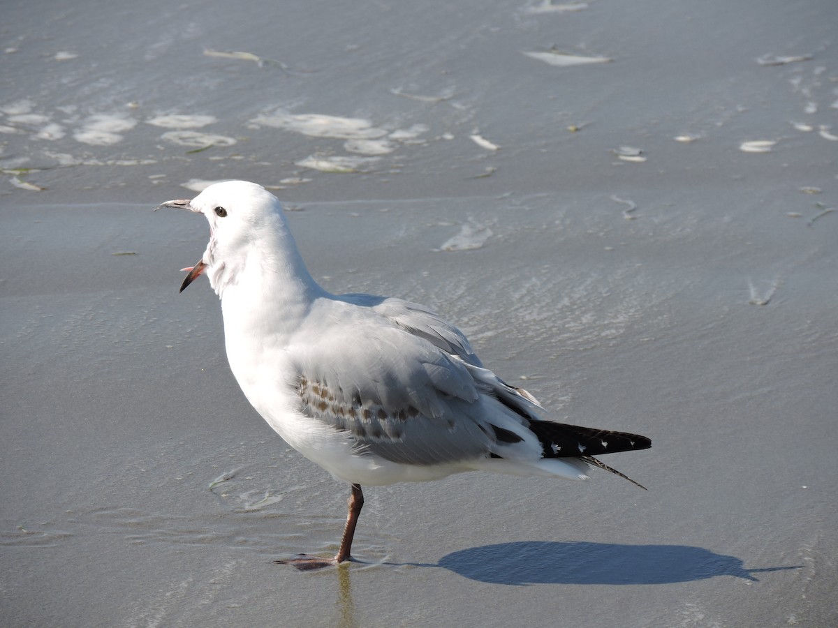 Silver Gull (Red-billed) - Roger smith