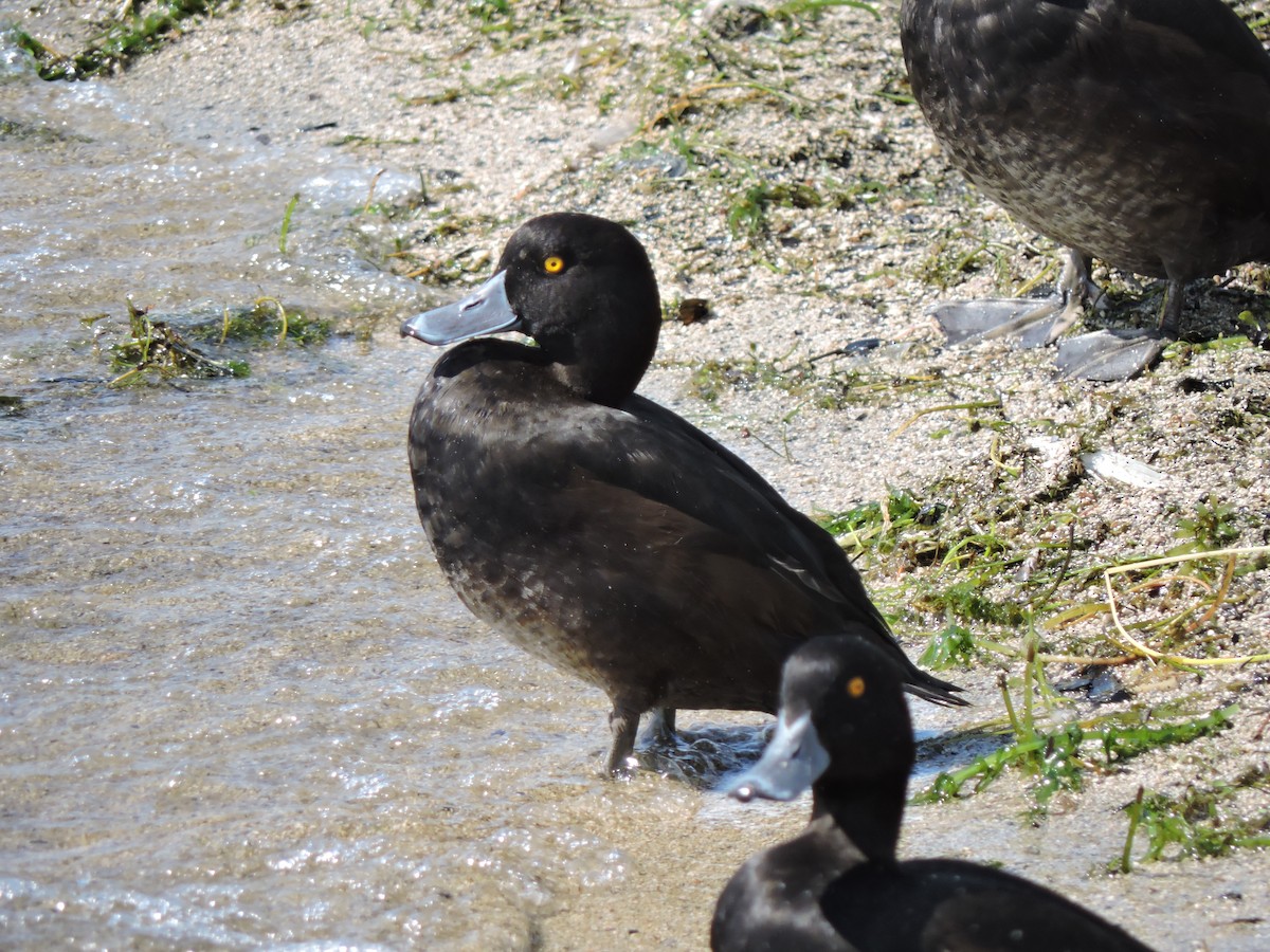 New Zealand Scaup - Roger smith