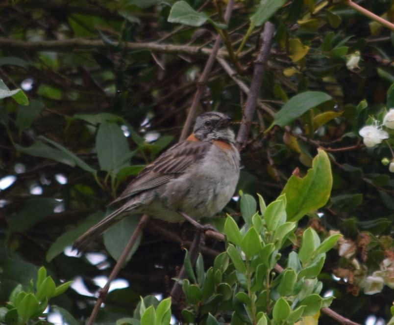 Rufous-collared Sparrow - Felipe Undurraga