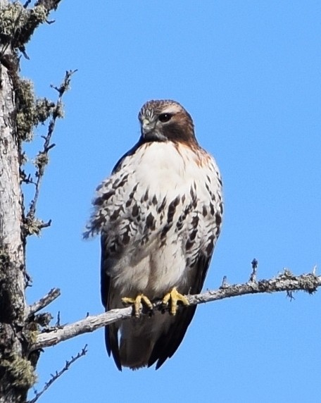 Red-tailed Hawk - Renee Levesque
