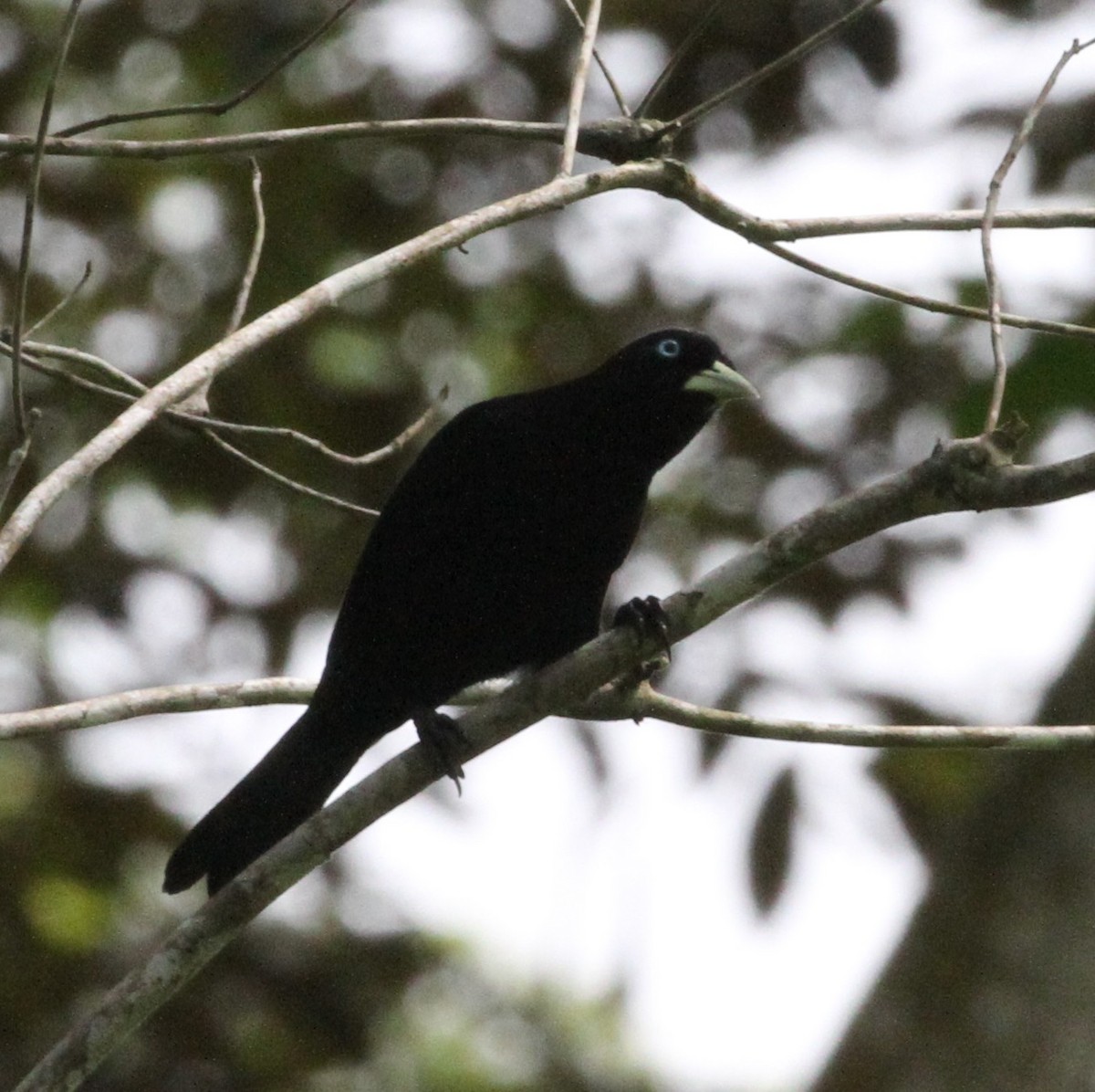 Scarlet-rumped Cacique - Don Coons