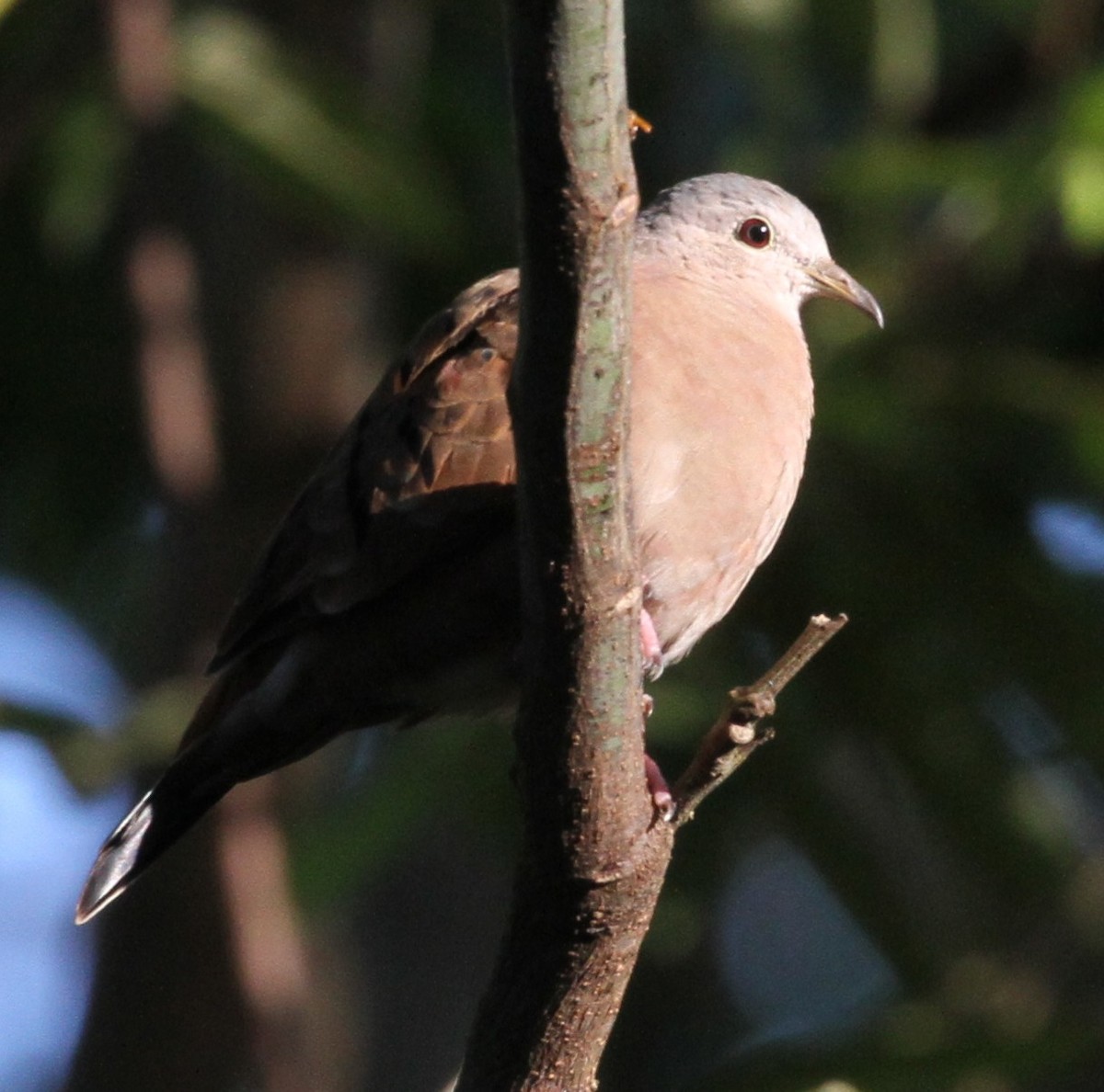 Ruddy Ground Dove - Don Coons