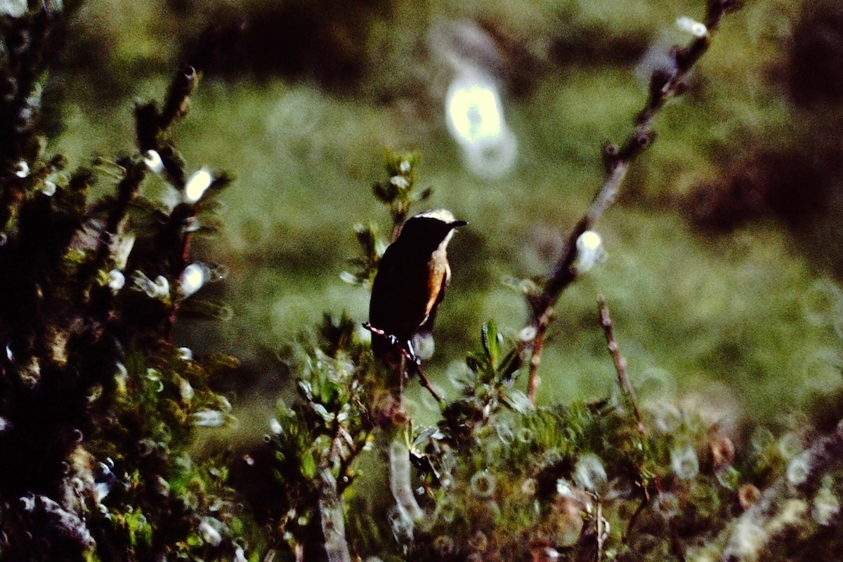 Brown-backed Chat-Tyrant - Scott  Connop