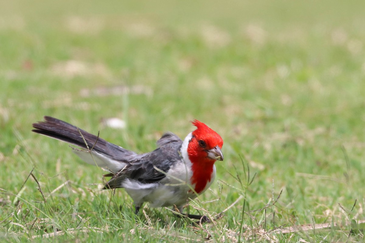 Red-crested Cardinal - Jen Sanford