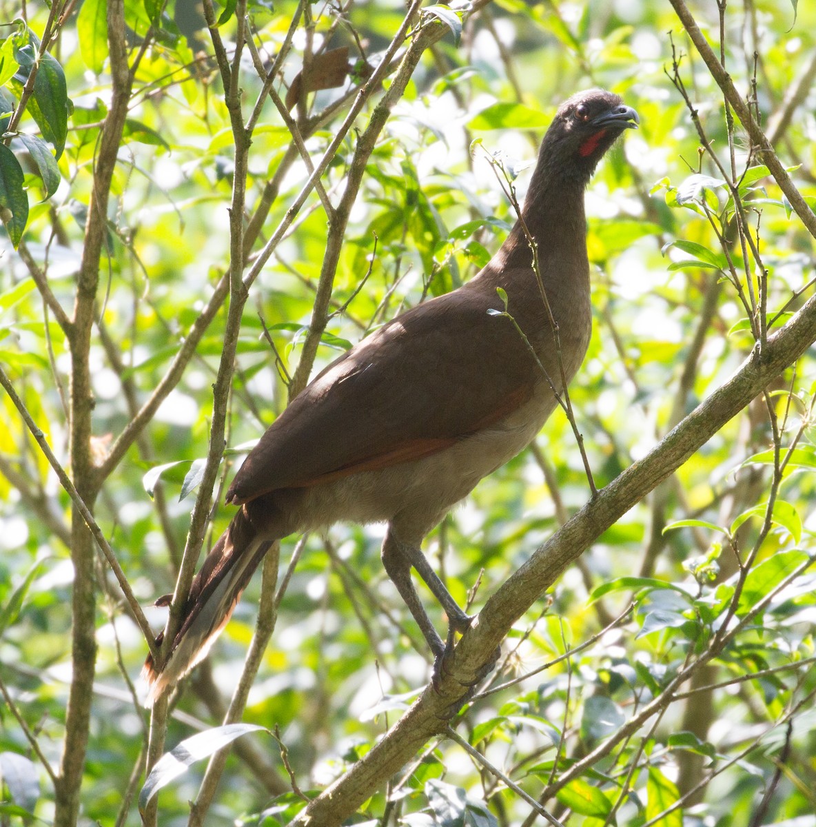 Gray-headed Chachalaca - Don Coons